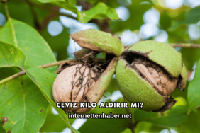 Ceviz Kilo Aldırır mı?